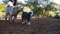 Dogs playing in a park Royalty Free Stock Photo