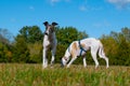 Two greyhound dogs on the grass