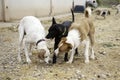 Dogs playing park Royalty Free Stock Photo