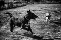 Dogs playing park Royalty Free Stock Photo