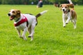 Dogs playing at park Royalty Free Stock Photo