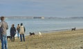Dogs Playing and People Watching the Bay at Portland Maine`s East End Beach in January