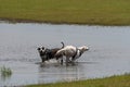 Dogs playing in a puddle near the shore of a lake Royalty Free Stock Photo