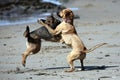 Dogs Playing Rough