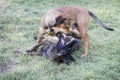 Dogs playing rough in the grass, biting action Royalty Free Stock Photo
