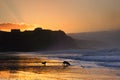 Dogs playing and running on beach at sunset Royalty Free Stock Photo