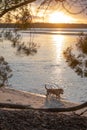 Dogs Playing on Sea Beach at Sunset Time. Vertical Royalty Free Stock Photo