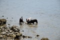 Dogs playing at sea Royalty Free Stock Photo