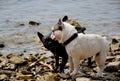 Dogs playing at sea Royalty Free Stock Photo