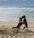 Dogs playing at sea. Sea waves. Royalty Free Stock Photo