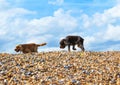 Dogs playing at shingle Deal beach