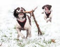 Dogs playing in snow Royalty Free Stock Photo