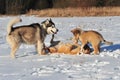 Dogs playing in snow Royalty Free Stock Photo