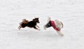 Dogs playing in the snow Royalty Free Stock Photo
