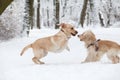 Dogs Playing in Snow. Winter dog walk in the park Royalty Free Stock Photo