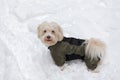 Dogs playing in the snow in winter Royalty Free Stock Photo