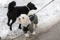 Dogs playing in the snow in winter Royalty Free Stock Photo