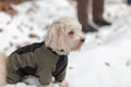 Dogs playing in the snow in winter Royalty Free Stock Photo