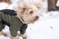 Dogs playing in the snow in winter Royalty Free Stock Photo