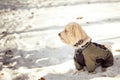 Dogs playing in the snow in winter Royalty Free Stock Photo