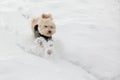 Dogs playing in the snow in winter Royalty Free Stock Photo