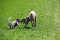 Dogs playing with the stick Royalty Free Stock Photo