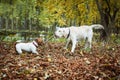 dogs playing with stick Royalty Free Stock Photo