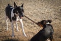 Dogs playing with stick Royalty Free Stock Photo