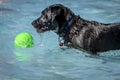 Dogs playing in swimming pool Royalty Free Stock Photo