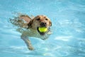 Dogs playing in swimming pool Royalty Free Stock Photo