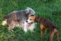 Dogs playing together outdoors in grass field Royalty Free Stock Photo