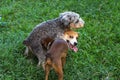 Dogs playing together outdoors in grass field Royalty Free Stock Photo