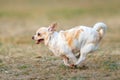 Chihuahua happy running outdoors On the lawn. Royalty Free Stock Photo