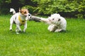 Dogs playing tug war with a toy Royalty Free Stock Photo