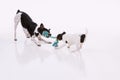 Dogs playing tug of war Royalty Free Stock Photo