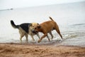 Dogs playing in the water in summer Royalty Free Stock Photo