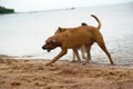 Dogs playing in the water in summer Royalty Free Stock Photo