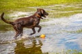 Dogs playing in a wet park