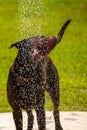 Dogs playing in a wet park Royalty Free Stock Photo