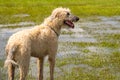 Dogs playing in a wet park