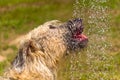 Dogs playing in a wet park