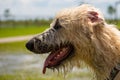 Dogs playing in a wet park