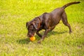 Dogs playing in a wet park