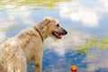 Dogs playing in a wet park