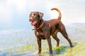 Dogs playing in a wet park