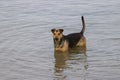 Dogs playing in the wild water Royalty Free Stock Photo