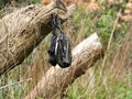 Dogs Poo Bag Discarded in Nature Royalty Free Stock Photo