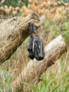 Dogs Poo Bag Discarded in Nature