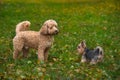 Dogs poodle and Yorkshire Terrier playing in autumn park, pets portrait in nature Royalty Free Stock Photo