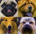 Dogs. Portraits of dogs. Portrait of purebred dog